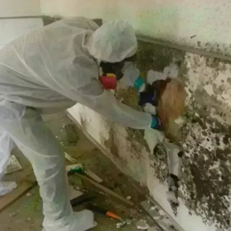 Mold Remediation and Removal in Lexington, NC